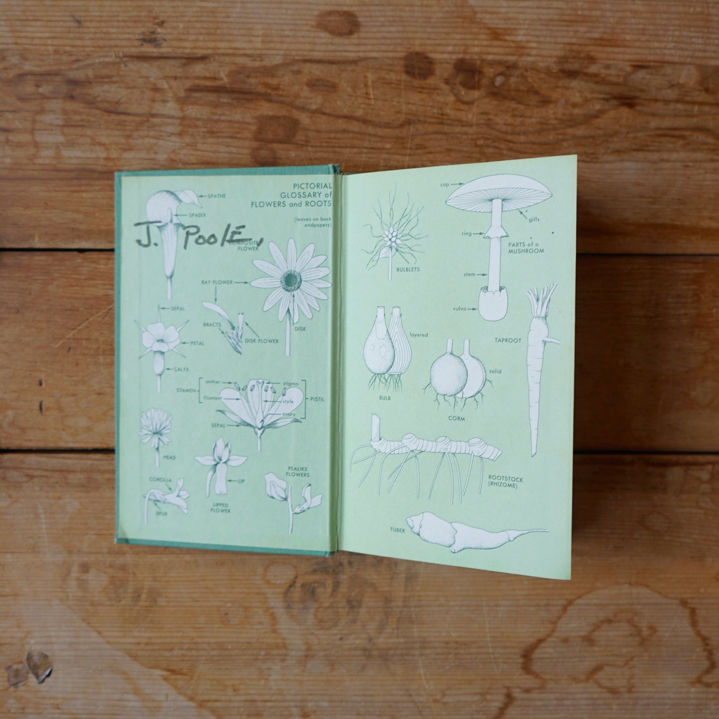Vintage Field Guide to Edible Wild Plants Book
